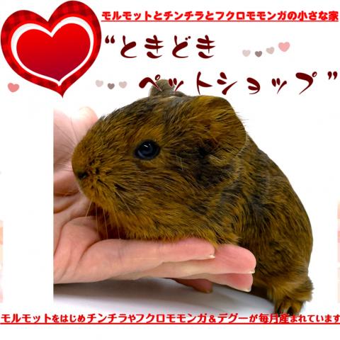 🐹期間限定15パーセントOFFクーポン配布中