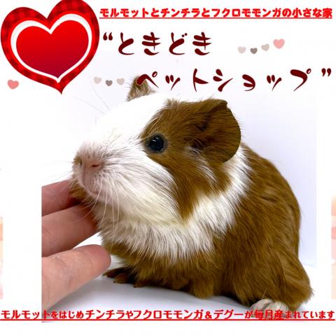 💖期間限定15パーセントOFFクーポン配布中！