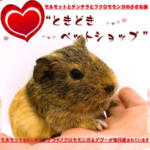 ⭐️期間限定15パーセントOFFクーポン配布中