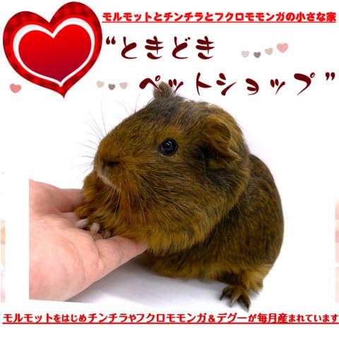 🐹イングリッシュモルモット