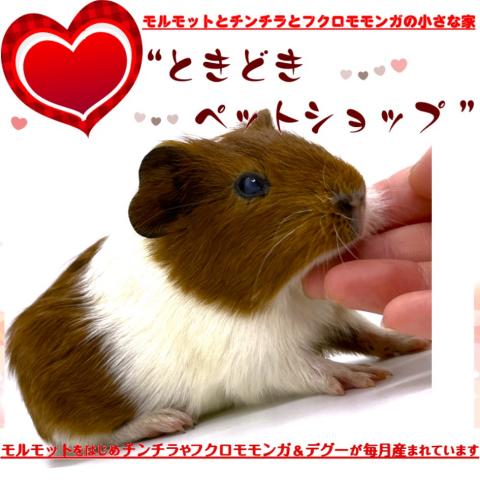 🐹イングリッシュモルモット