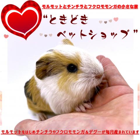 🐹シェルティモルモット