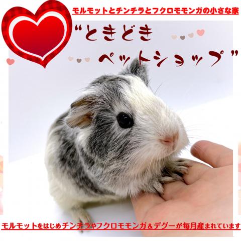 🐹シェルティモルモット