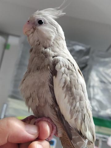 可愛い手乗りオカメインコ