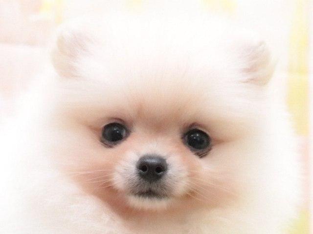 ポメラニアン