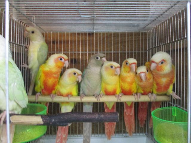 鳥小動物の店アミーゴ