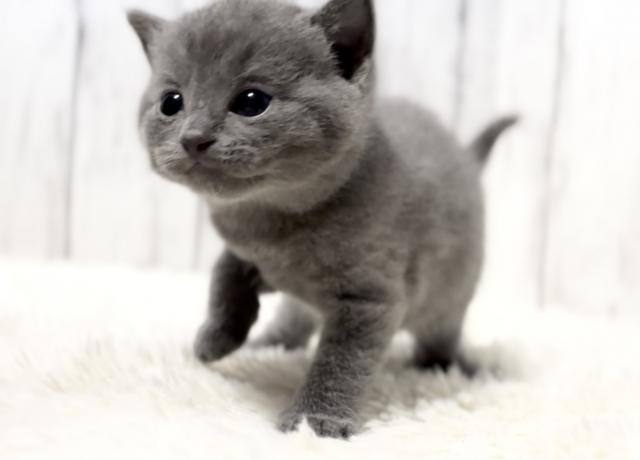 シャルトリュー