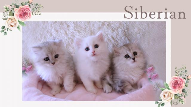 Lovely cat