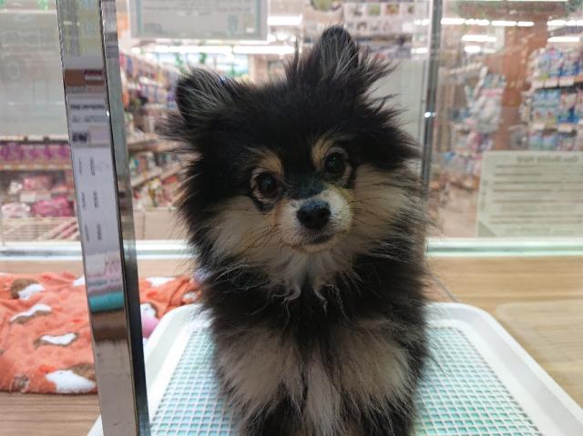 ポメラニアン