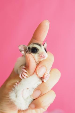 モザイクhetリューシ ホワイトテール