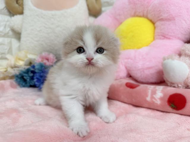 🩷むくむく君🩷