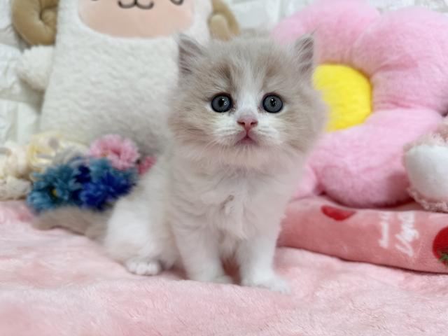 スコティッシュフォールド