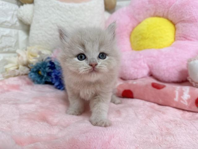 スコティッシュフォールド