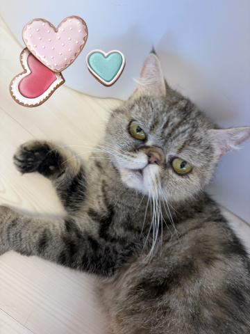 エキゾチックショートヘアー