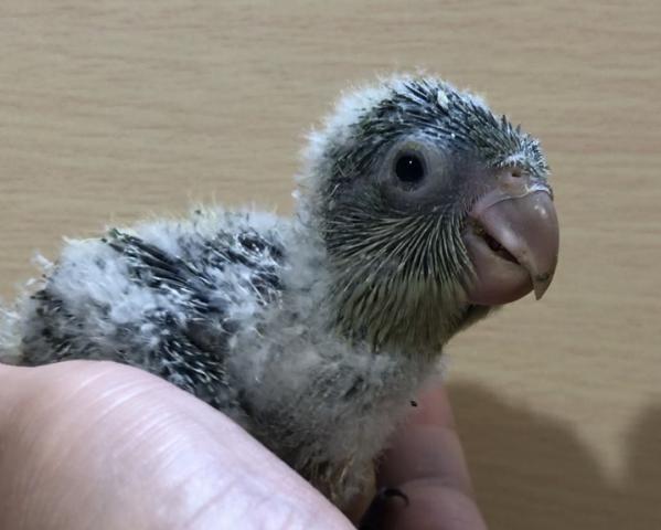 オキナインコ（ノーマル）