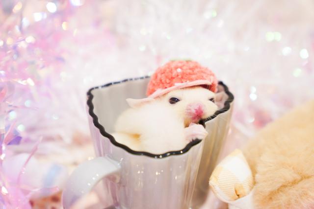 ルビープラチナのお姫さま