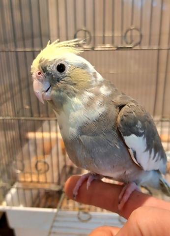 オカメインコ　パステルフェイスパイド