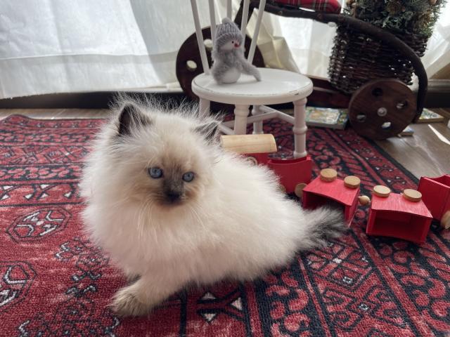 Cattery BELINDA