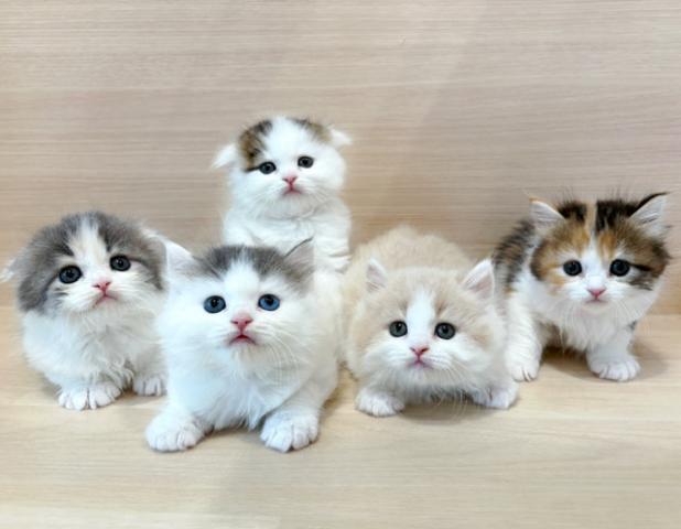 スコティッシュフォールド
