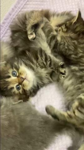 ノルウェージャンフォレストキャット