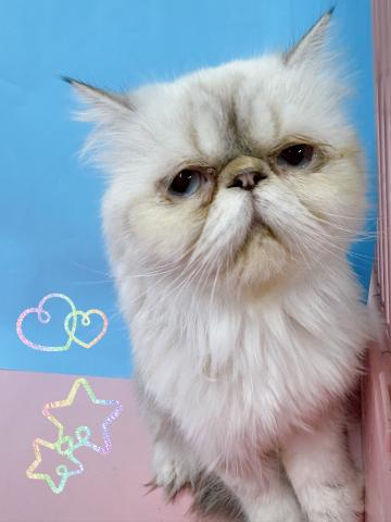 ヒマラヤン