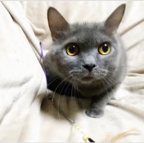 ブリティッシュショートヘア💕里親募集