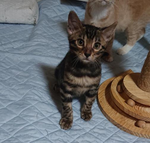 ベンガル
