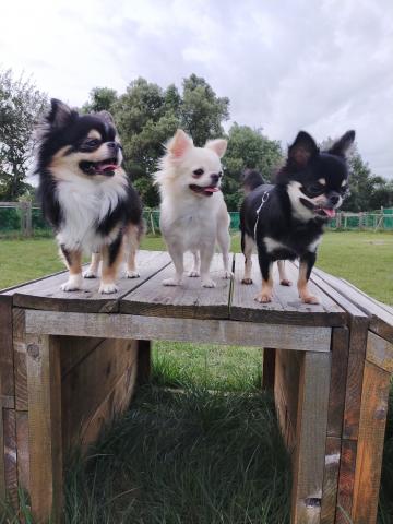PERRO BLANCO 犬舎 チワワ