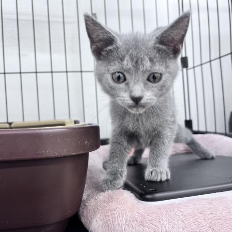 シャルトリュー