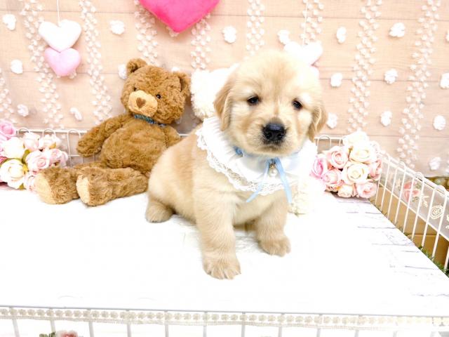 ゴールデンレトリーバー