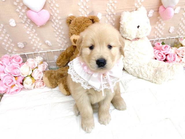 ゴールデンレトリーバー