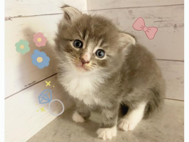 スコティッシュフォールド