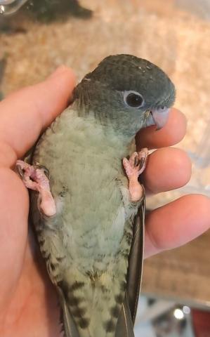 サザナミインコ　モーブ