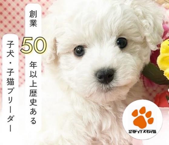 望月ドッグスタジアム