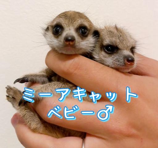 ミーアキャット - 子犬や子猫たちのペット販売情報が満載