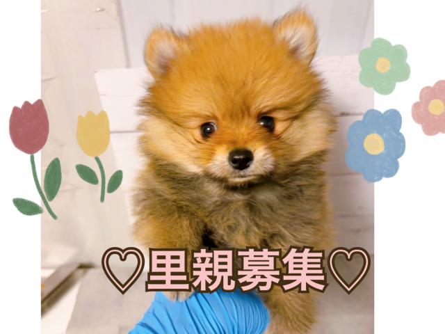 ポメラニアン