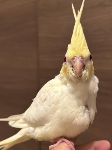 オカメインコエメラルドルチノー①