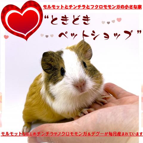 🐹イングリッシュモルモット