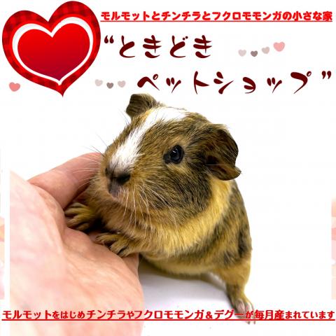 🐹イングリッシュモルモット