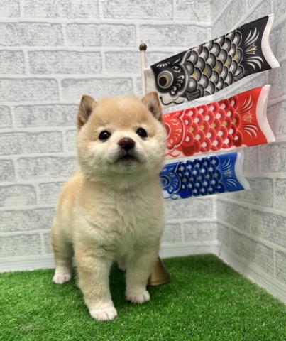 柴犬豆柴