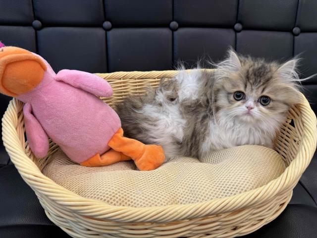エキゾチックロングヘアー