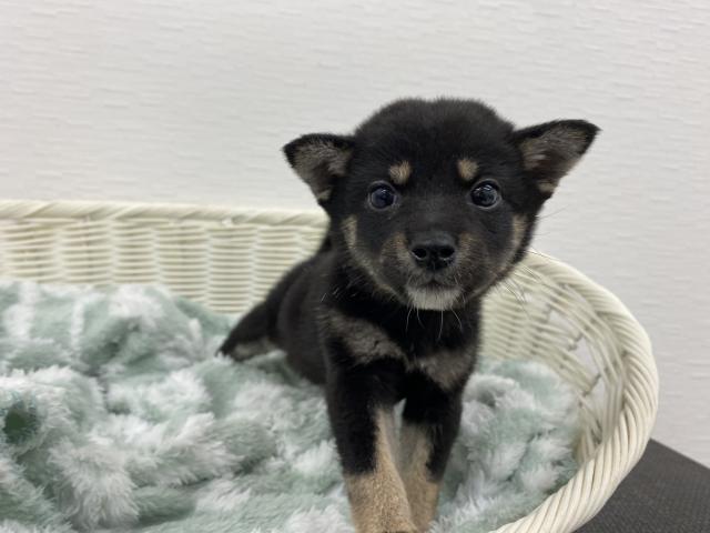柴犬