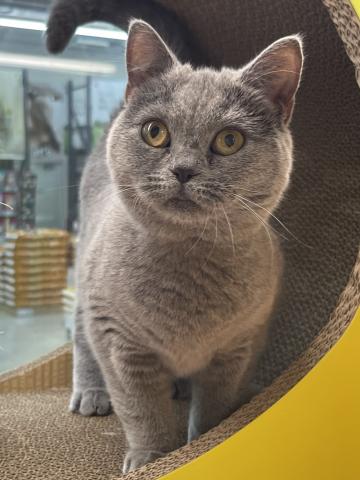 ブリティッシュショートヘア