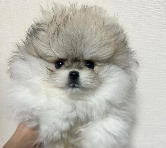 ポメラニアン