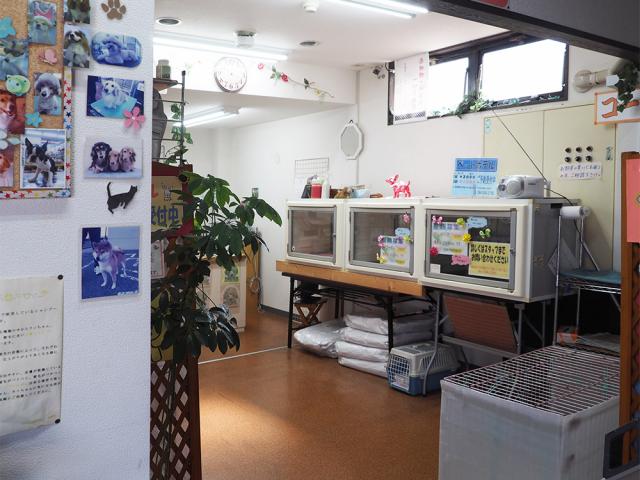 ペットショップ　カネユキ