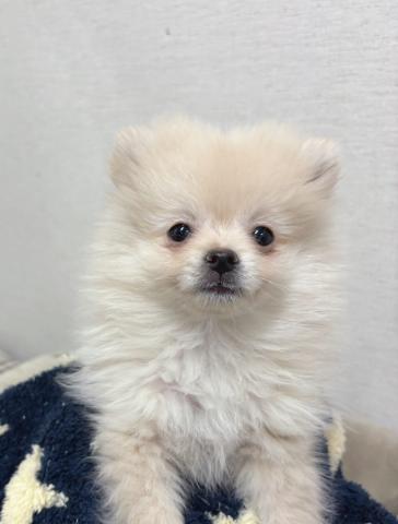 ポメラニアン