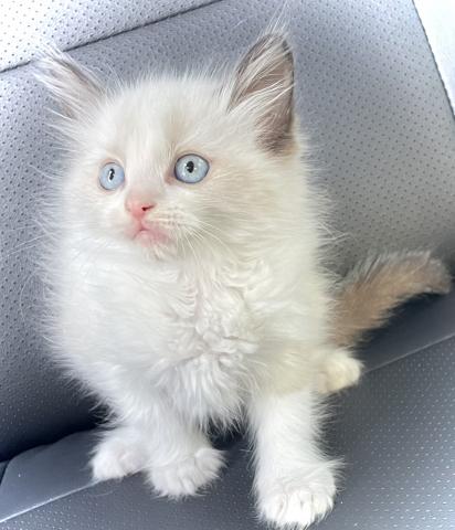 ラグドール✨ラグドール✨素敵な飼い主さん募集中✨GWワンニャンフェア開催中✨県外の配送も可能💕