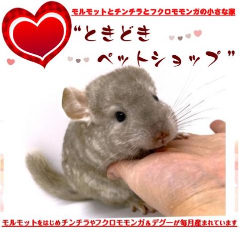 チンチラ（シナモン）
