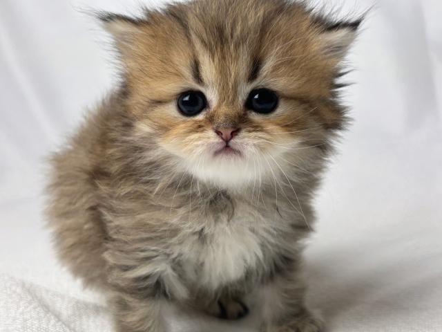 ペルシャ・ヒマラヤンチンチラ