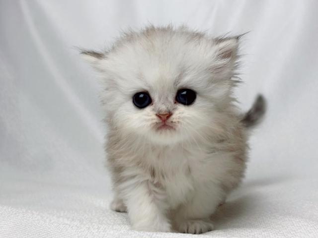 ペルシャ・ヒマラヤンチンチラ